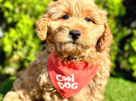 Sevimli maltipoo yavrular