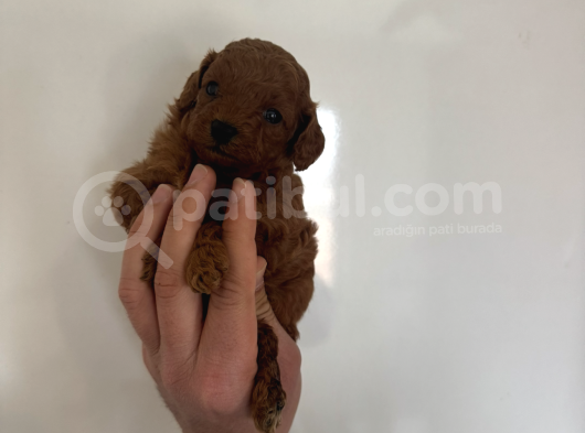 Red Dark Brown Kore Toy Poodle Bebekler görsel