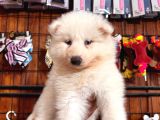 Bembeyaz Güzellik Safkan Samoyed Yavrusu