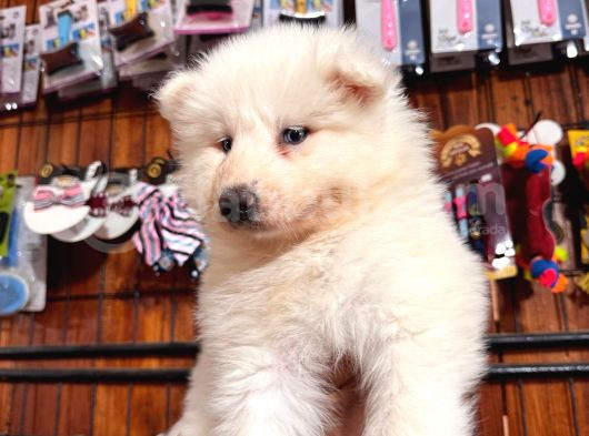 Bembeyaz Güzellik Safkan Samoyed Yavrusu görsel