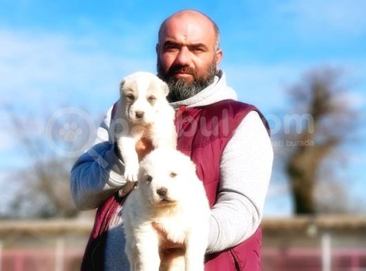 Dev Alabay Yavru görsel