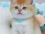 Altın Parıltılı Golden Ny12 British Shorthair
