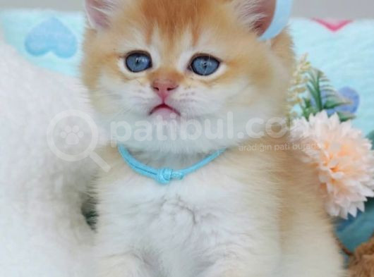 Altın Parıltılı Golden Ny12 British Shorthair görsel