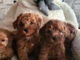 Toypoodle Yavrularimiz