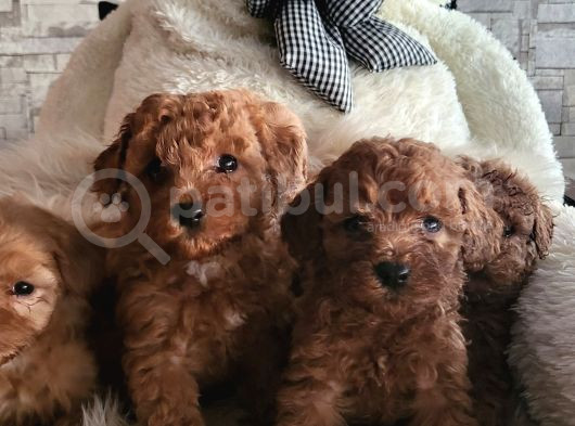 Toypoodle Yavrularimiz görsel
