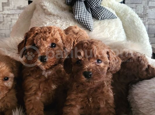 Toypoodle Yavrularimiz görsel