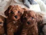 Toypoodle Yavrularimiz