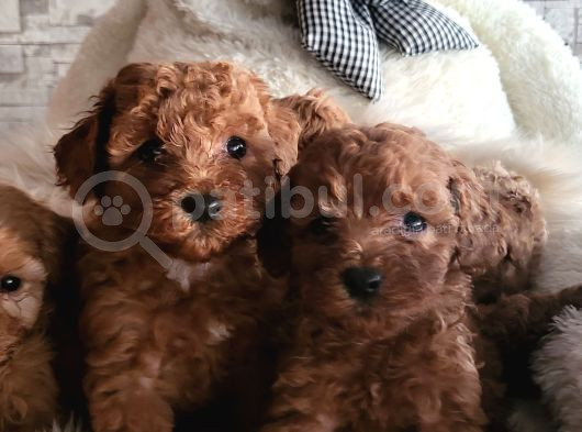 Toypoodle Yavrularimiz görsel