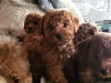 Toypoodle Yavrularimiz