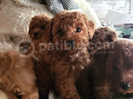 Toypoodle Yavrularimiz görsel