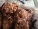 toypoodle yavrularimiz