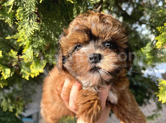 Shih Poo Erkek Yavru