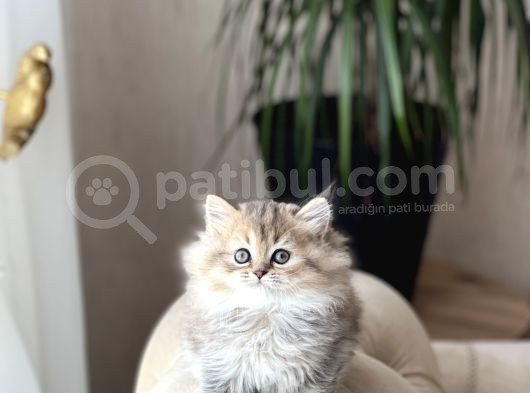 MUHTEŞEM GÜZELLİKTE GOLDEN BLACK BRİTİSH LONGHAİR