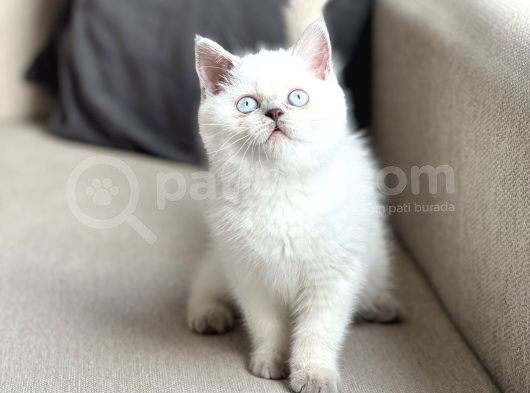 HARİKA GÖZ RENGİNDE BRİTİSH SHORTHAİR BLUE POİNT YAVRUM
