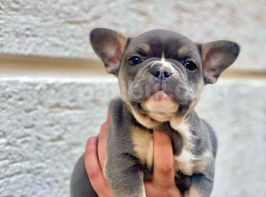 LİLAK TAN - BLUE TAN DİŞİ VE ERKEK FRENCH BULLDOG YAVRULARI