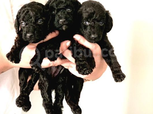 ANNE YANINDAN REZERVEYE AÇIK POODLE DİŞİ VE ERKEK YAVRULAR
