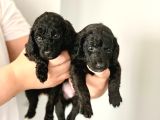 Anne Yanindan Rezerveye Açik Poodle Di̇şi̇ Ve Erkek Yavrular