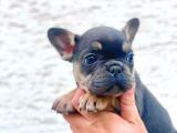 Li̇lak Tan - Blue Tan Di̇şi̇ Ve Erkek French Bulldog Yavrulari
