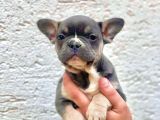 Li̇lak Tan - Blue Tan Di̇şi̇ Ve Erkek French Bulldog Yavrulari