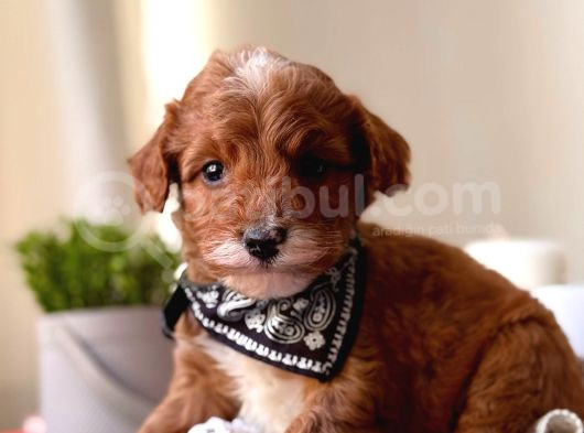 Tüy Dökmeyen Koku Yapmayan Maltipoo Bebekler görsel