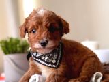 Tüy Dökmeyen Koku Yapmayan Maltipoo Bebekler