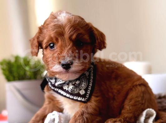 Tüy Dökmeyen Koku Yapmayan Maltipoo Bebekler görsel