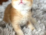 A Kalite Bri̇ti̇sh Shorthai̇r Golden  Yavrular