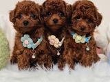 Toy Poodle Bebekler Evine gitmeye hazır