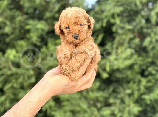 Mini Boy poodle Bebekler
