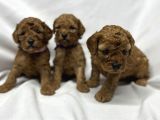 Sevi̇mli̇ Toy Poodle Yavrularimiz