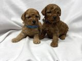 Sevi̇mli̇ Toy Poodle Yavrularimiz