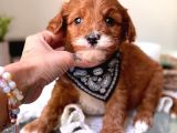 Tüy Dökmeyen Koku Yapmayan Maltipoo Bebekler