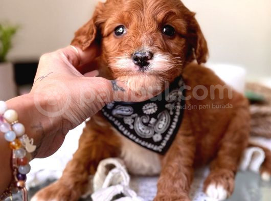 Tüy Dökmeyen Koku Yapmayan Maltipoo Bebekler görsel