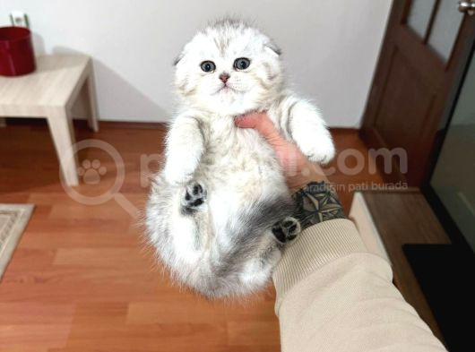 Scotti̇sh Fold Yavrulari Vonalp Pet Garanti̇si̇yle görsel