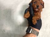 Kore Teacup Toy Poodle Dark Redbrown Yavrularım