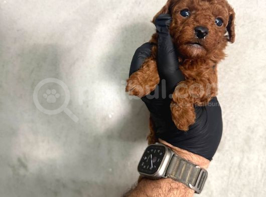 Kore Teacup Toy Poodle Dark Redbrown Yavrularım görsel