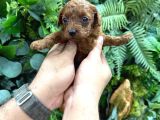 Kore Teacup Toy Poodle Dark Redbrown Yavrularım