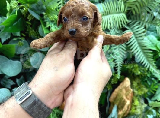 Kore Teacup Toy Poodle Dark Redbrown Yavrularım görsel