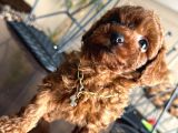 Kore Teacup Toy Poodle Dark Redbrown Yavrularım