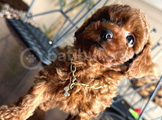Kore Teacup Toy Poodle Dark Redbrown Yavrularım görsel