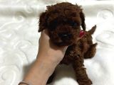 Kore Teacup Toy Poodle Dark Redbrown Yavrularım