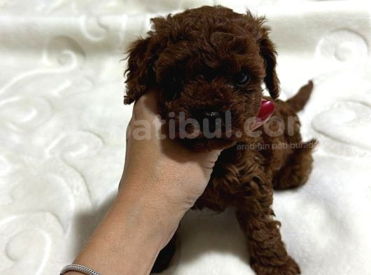 Kore Teacup Toy Poodle Dark Redbrown Yavrularım görsel
