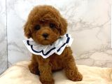 ZİYARETE AÇIK GÖZ ALICI GÜZELLİKTEKİ POODLE BEBEKLER