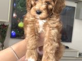 Uygun Maltipoo