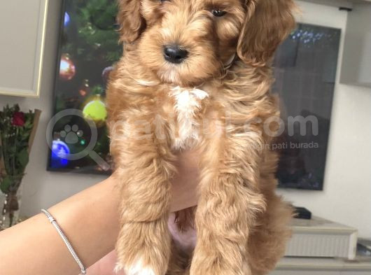 Uygun Maltipoo görsel