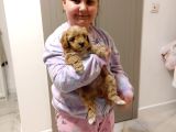 Maltipoo 4 Ay