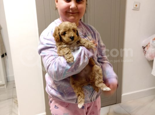 Maltipoo 4 Ay görsel