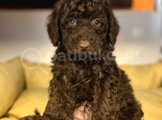 ÖZEL NADİR RENK ÇİKOLATA POODLE BEBEK