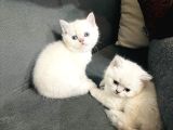 Süt Beyazı Britsh Shorthair Yavrular