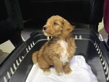 Uygun Maltipoo